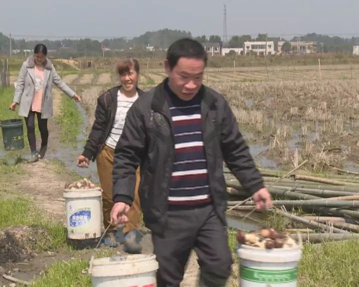 富硒蔬菜保鲜期长(蔬菜长期保鲜怎么处理)-硒宝网