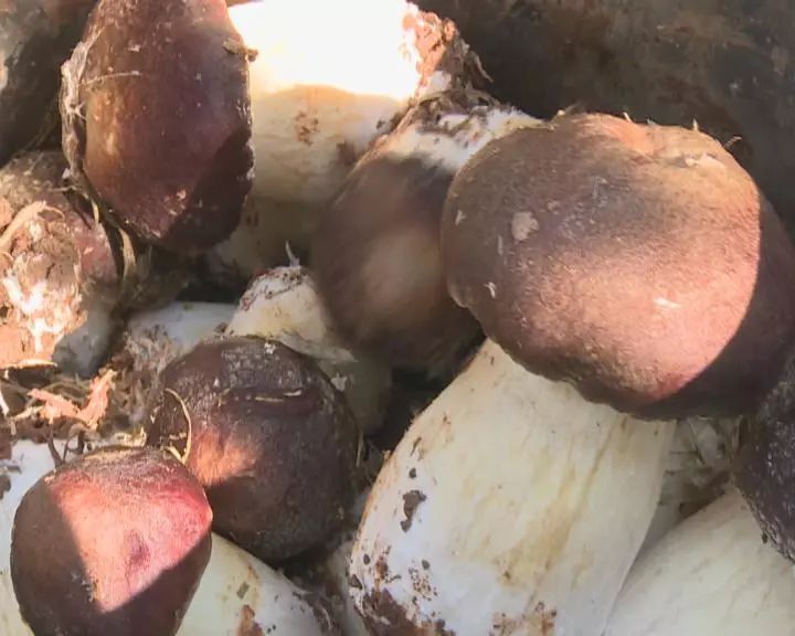 富硒蔬菜保鲜期长(蔬菜长期保鲜怎么处理)-硒宝网