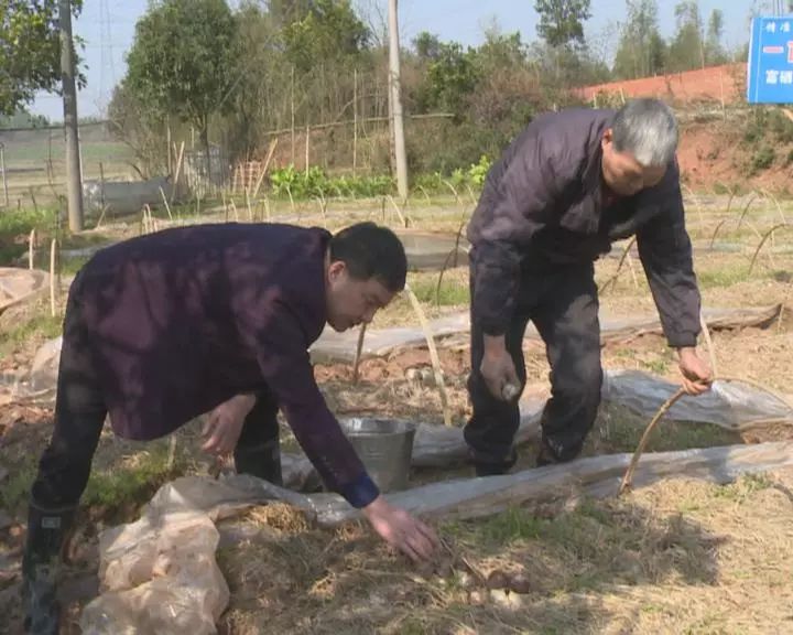 富硒蔬菜保鲜期长(蔬菜长期保鲜怎么处理)-硒宝网