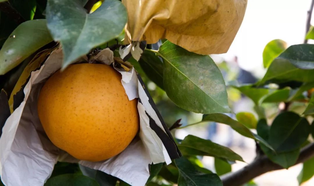 湖北恩施富硒水果(湖北恩施富硒农产品)-硒宝网