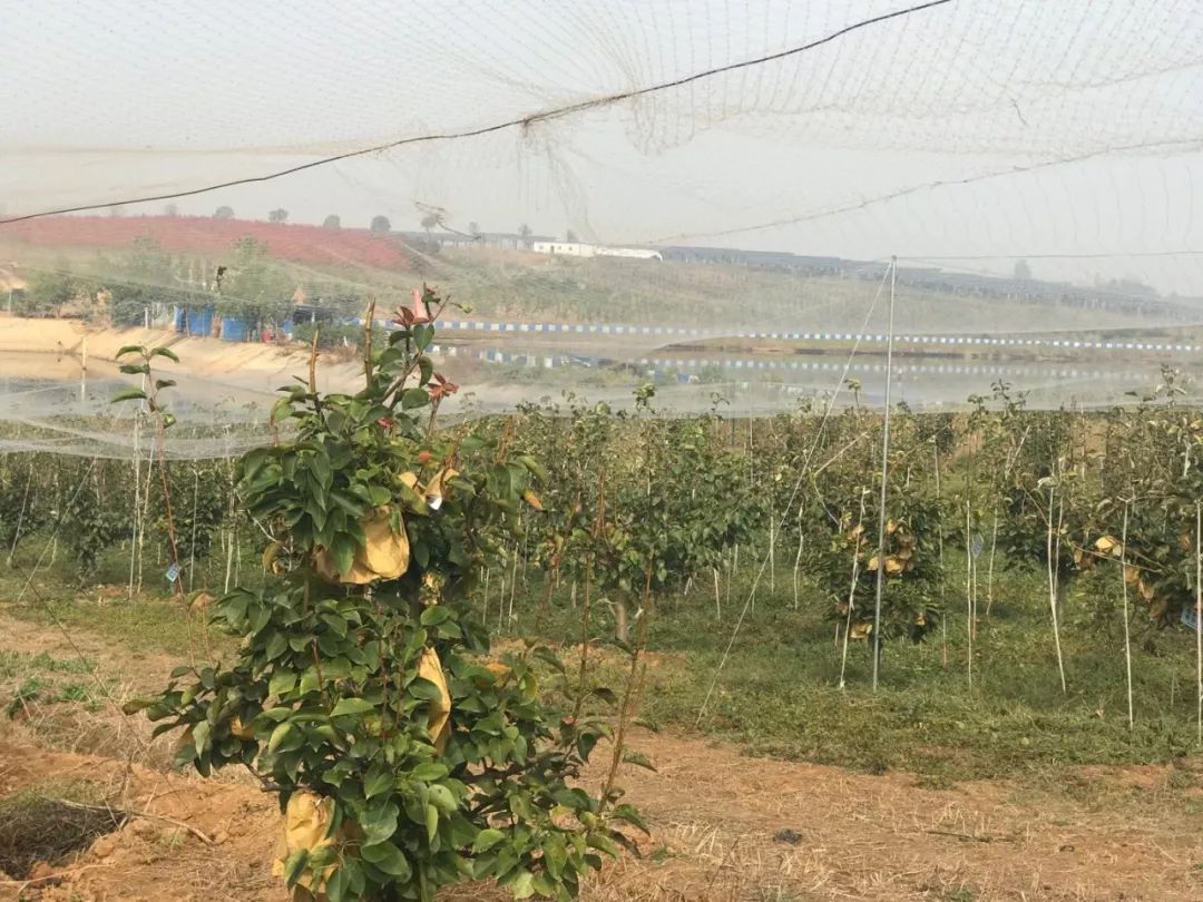 湖北恩施富硒水果(湖北恩施富硒农产品)-硒宝网