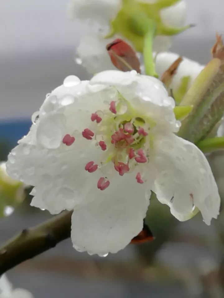 湖北恩施富硒水果(湖北恩施富硒农产品)-硒宝网