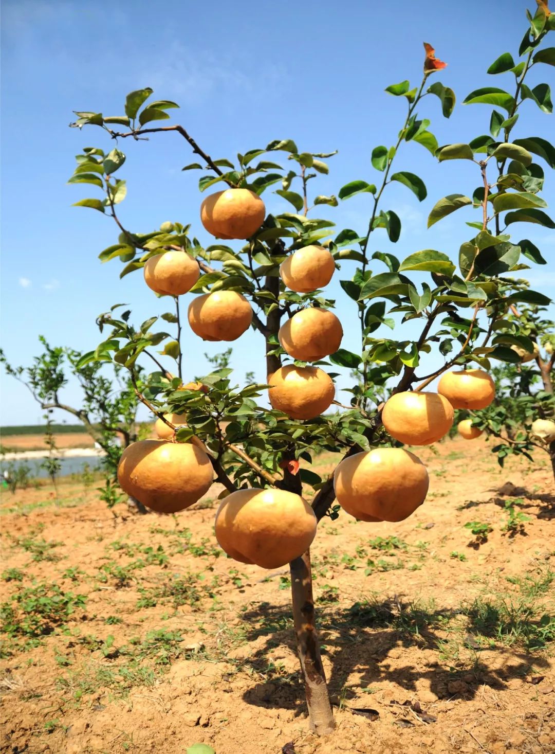 湖北恩施富硒水果(湖北恩施富硒农产品)-硒宝网