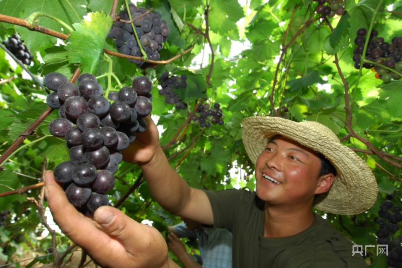 富硒水果项目效应（富硒水果前十名）-硒宝网