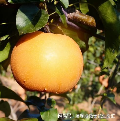 什么水果富硒多少（水果富硒有机无公害的认证）-硒宝网