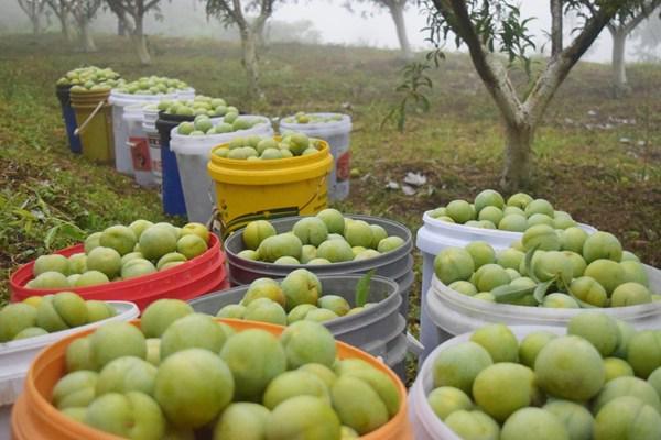 怎样种植富硒水果（富硒水果的标准是多少）-硒宝网