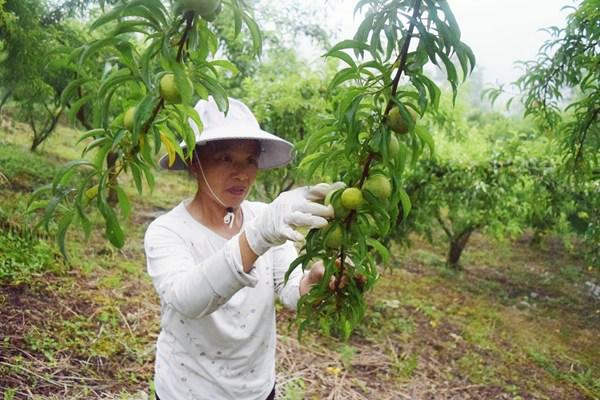 怎样种植富硒水果（富硒水果的标准是多少）-硒宝网