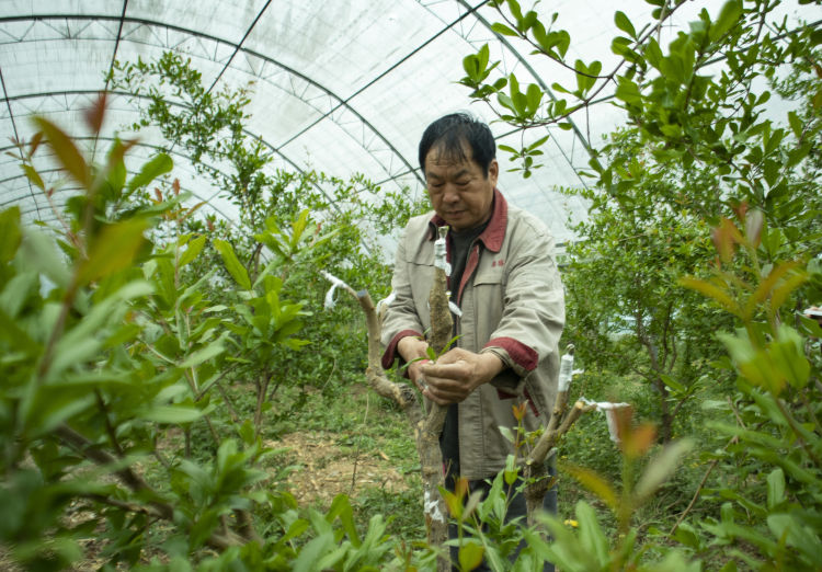 桓台富硒水果销售(富硒水果种植技术)-硒宝网