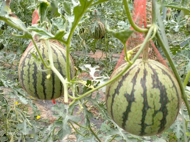 大棚种植富硒水果（大棚水果种植富硒土壤）-硒宝网