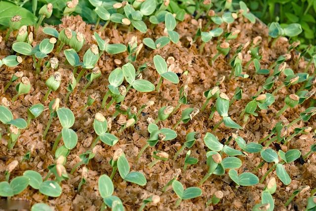 大棚种植富硒水果（大棚水果种植富硒土壤）-硒宝网