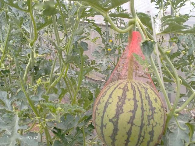 大棚种植富硒水果（大棚水果种植富硒土壤）-硒宝网