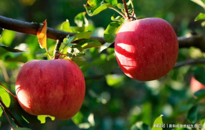 广元富硒水果种植(广元富硒茶)-硒宝网