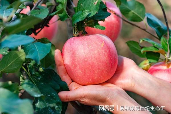 广元富硒水果种植(广元富硒茶)-硒宝网