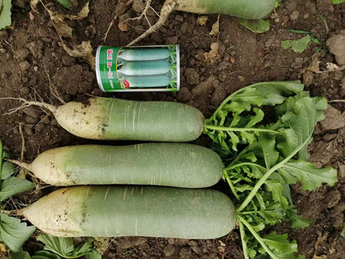 富硒水果种植标准（富硒水果怎么种植）-硒宝网