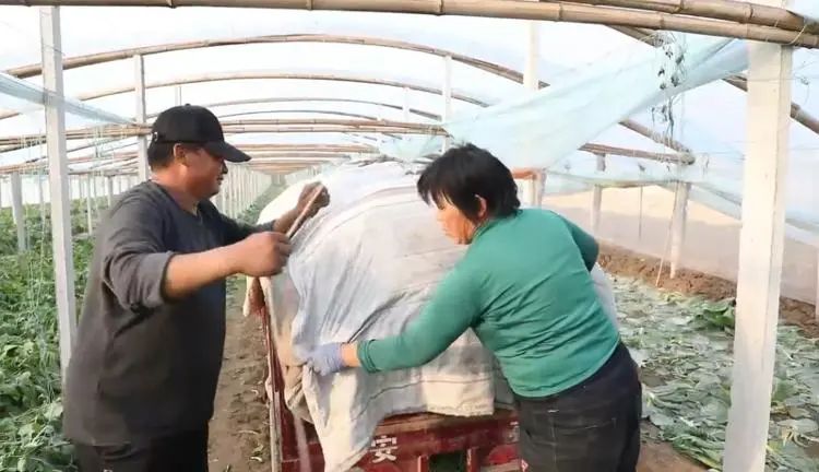 富硒蔬菜批发价格（富硒蔬菜多少钱一斤）-硒宝网