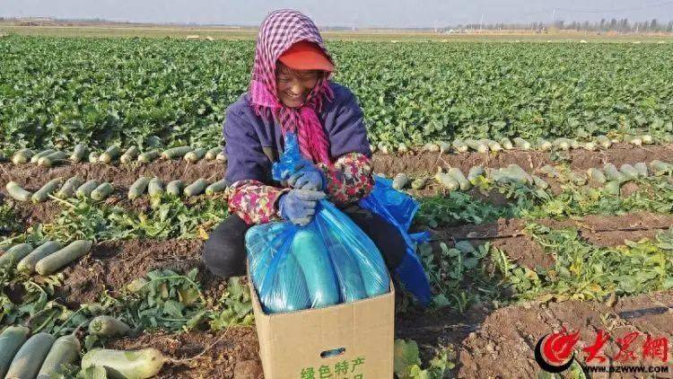 潍县富硒水果萝卜(山东潍县水果萝卜)-硒宝网