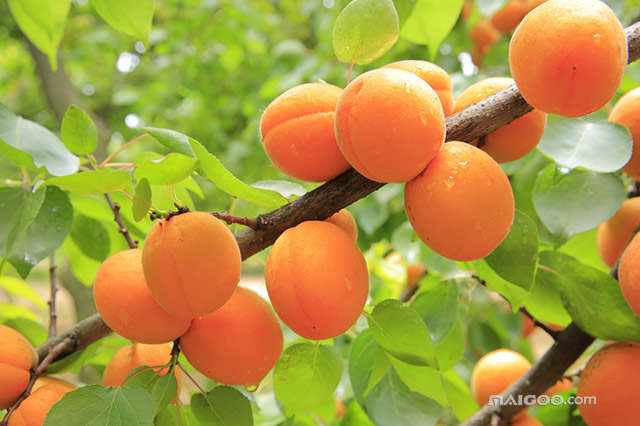 济南富硒水果销售(济南批发水果)-硒宝网