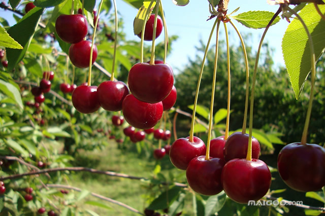济南富硒水果销售(济南批发水果)-硒宝网