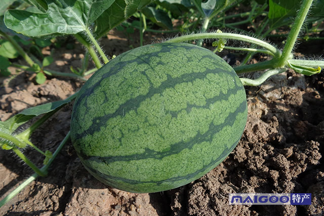 济南富硒水果销售(济南批发水果)-硒宝网