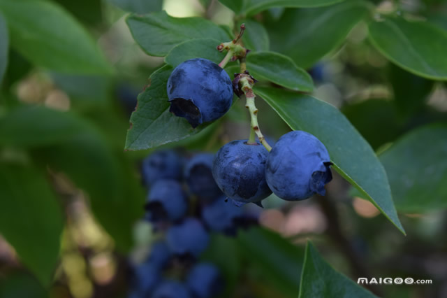 济南富硒水果销售(济南批发水果)-硒宝网