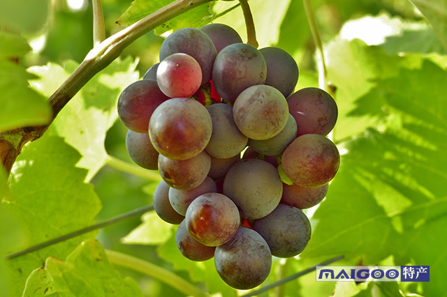 济南富硒水果销售(济南批发水果)-硒宝网