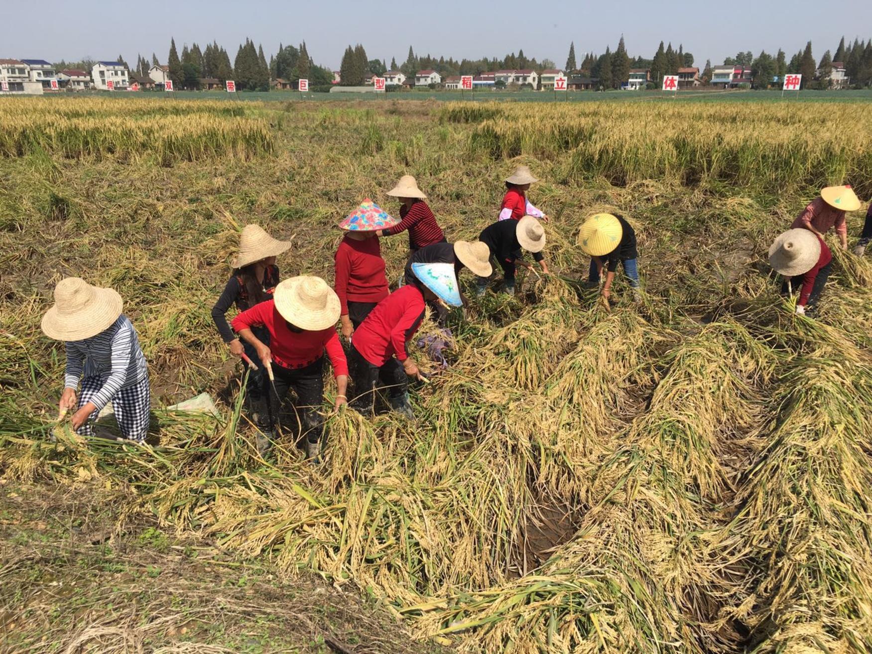 昌乐富硒水果基地（补硒吃什么水果有哪些）-硒宝网