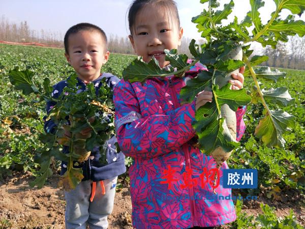 富硒水果萝卜口感（萝卜富含的营养素）-硒宝网