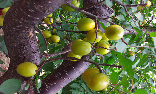 淄博富硒水果销售（山东淄博水果批发市场代销）-硒宝网