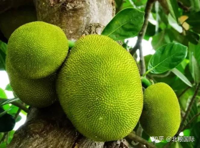 天然富硒水果皇后（皇后水果天然富硒多少钱）-硒宝网