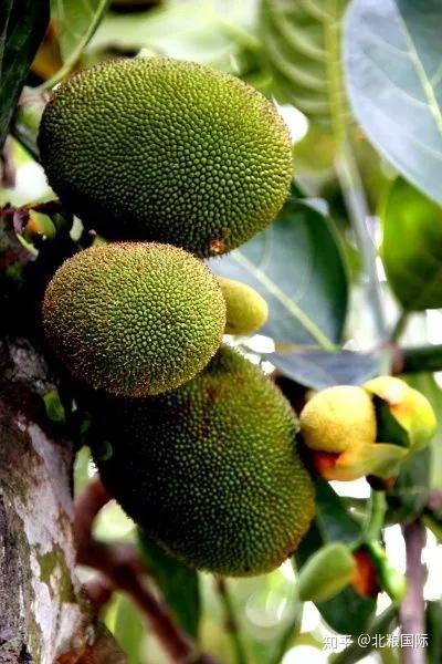 天然富硒水果皇后（皇后水果天然富硒多少钱）-硒宝网