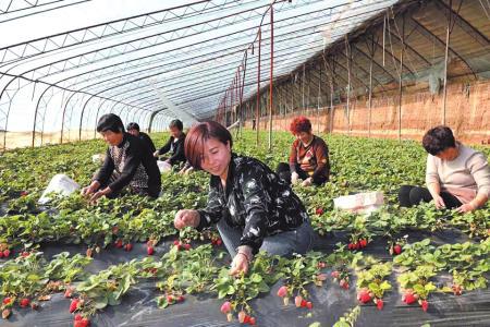 广元富硒水果种植(富硒果园)-硒宝网