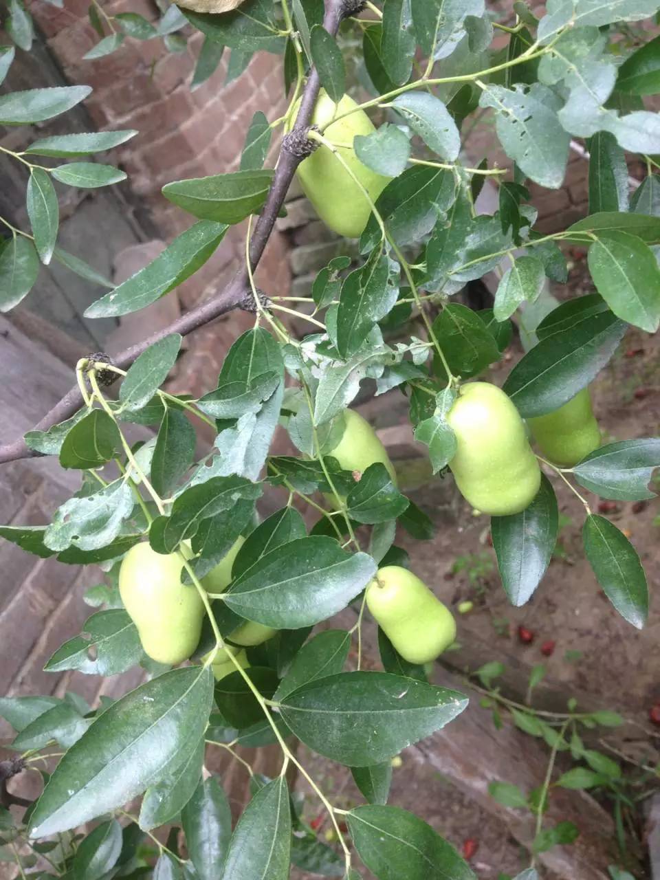 雅安富硒水果种植（富硒水果种植技术）-硒宝网