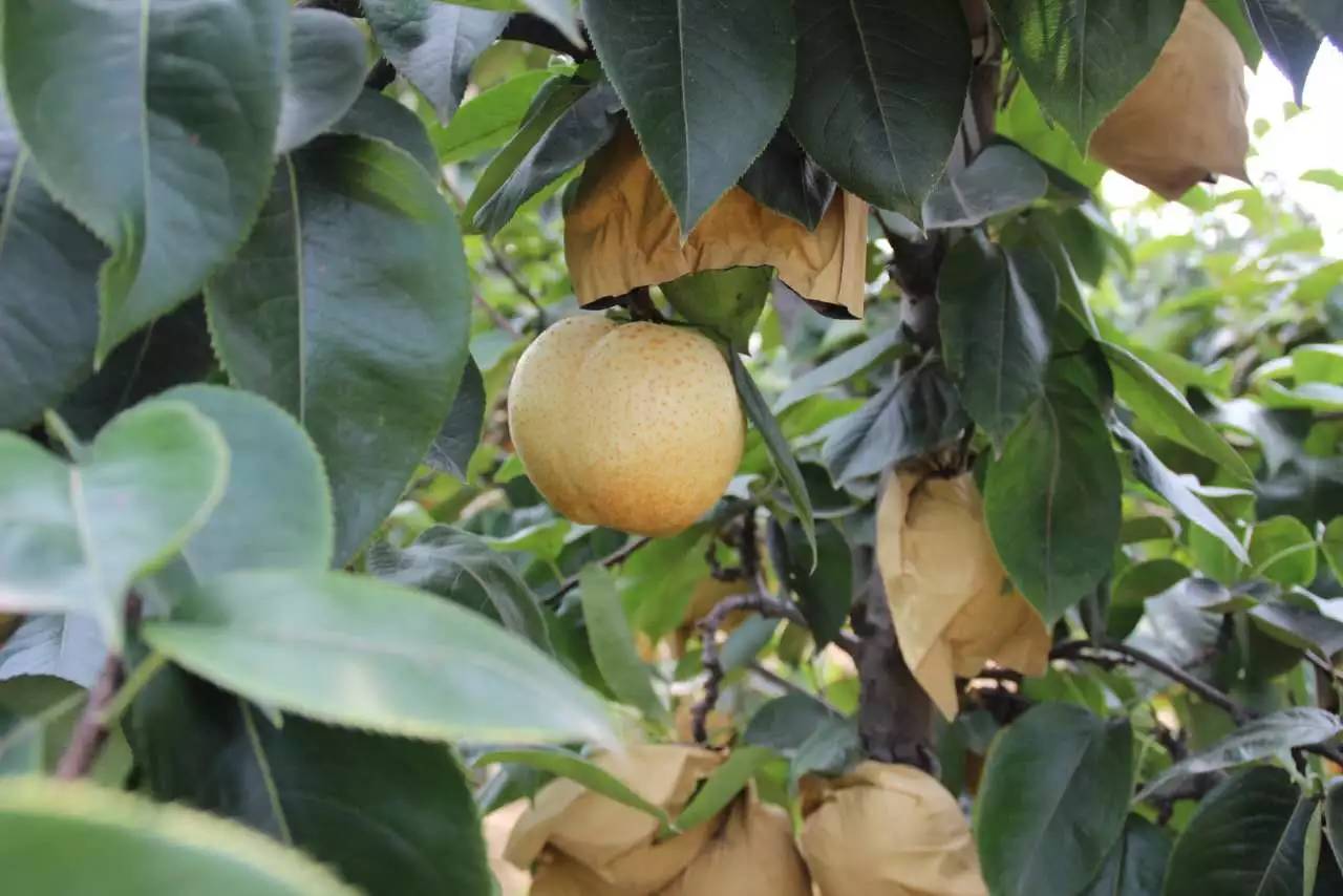 雅安富硒水果种植（富硒水果种植技术）-硒宝网