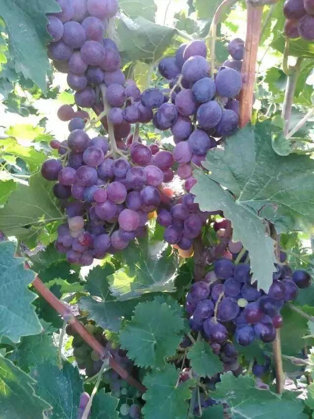 雅安富硒水果种植（富硒水果种植技术）-硒宝网