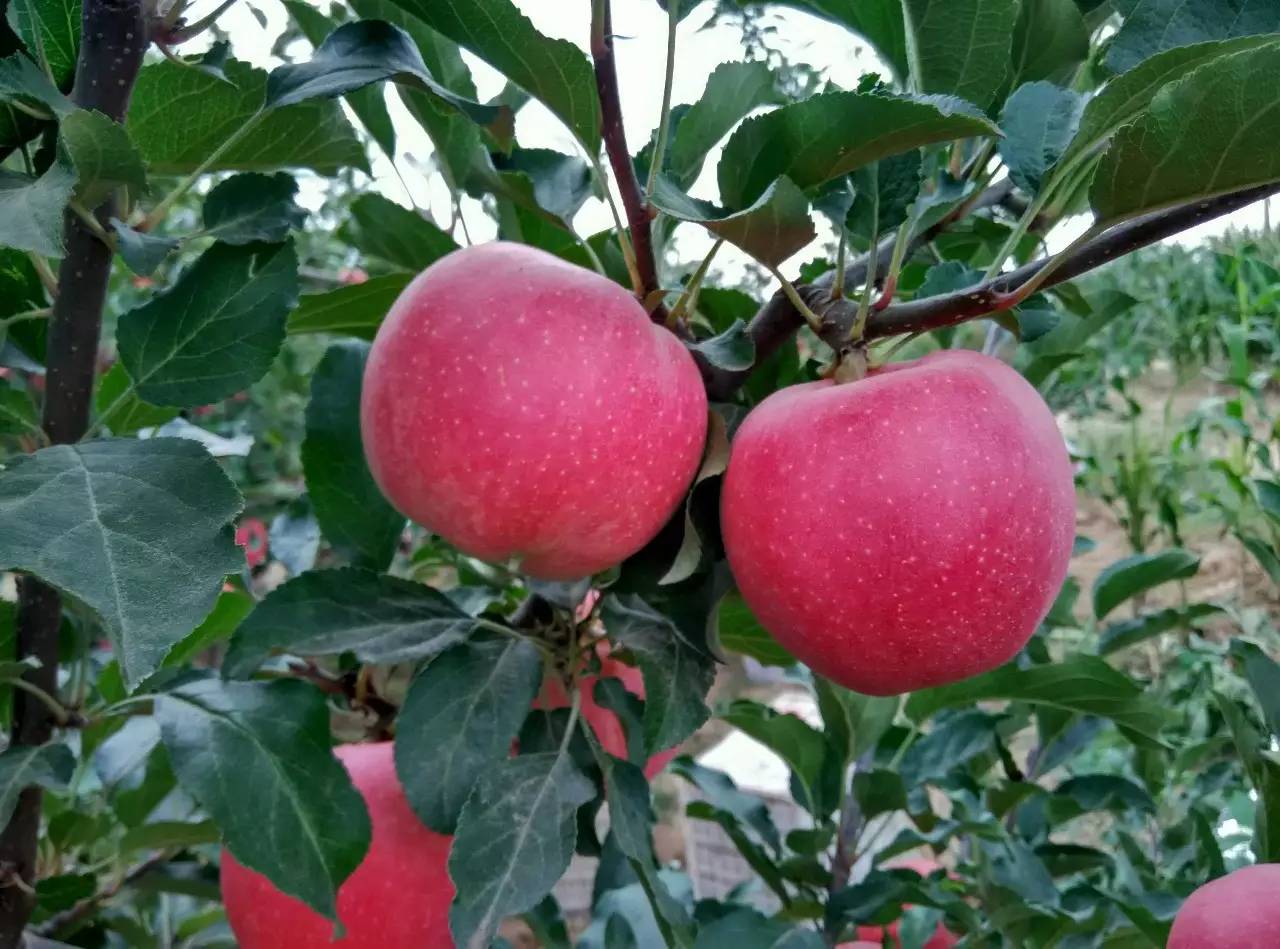 雅安富硒水果种植（富硒水果种植技术）-硒宝网