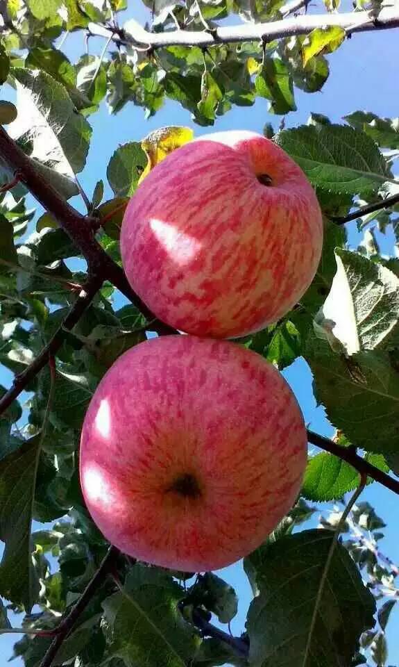 雅安富硒水果种植（富硒水果种植技术）-硒宝网