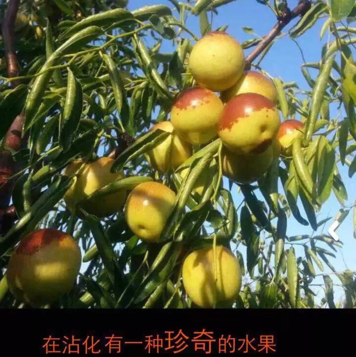 雅安富硒水果种植（富硒水果种植技术）-硒宝网