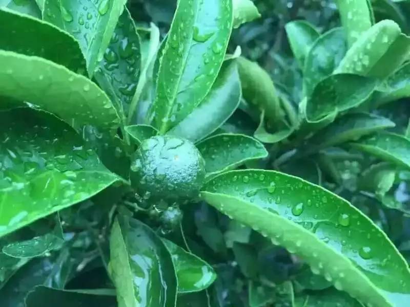 雅安富硒水果种植（富硒水果种植技术）-硒宝网