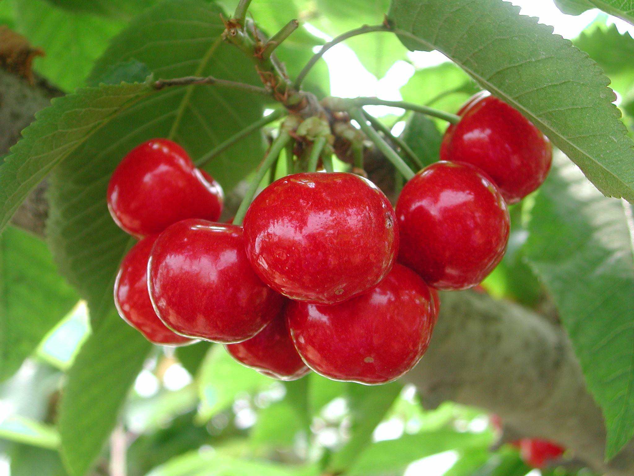 富硒水果采摘价格（富硒的水果蔬菜有哪些）-硒宝网