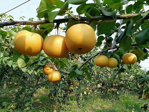 富硒水果采摘价格（富硒的水果蔬菜有哪些）-硒宝网