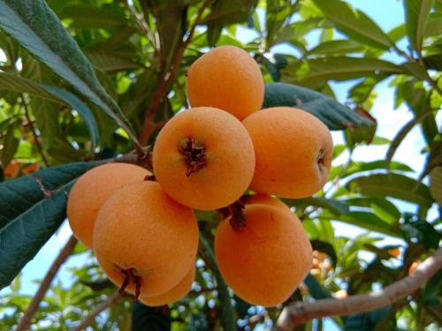 富硒水果采摘价格（富硒的水果蔬菜有哪些）-硒宝网