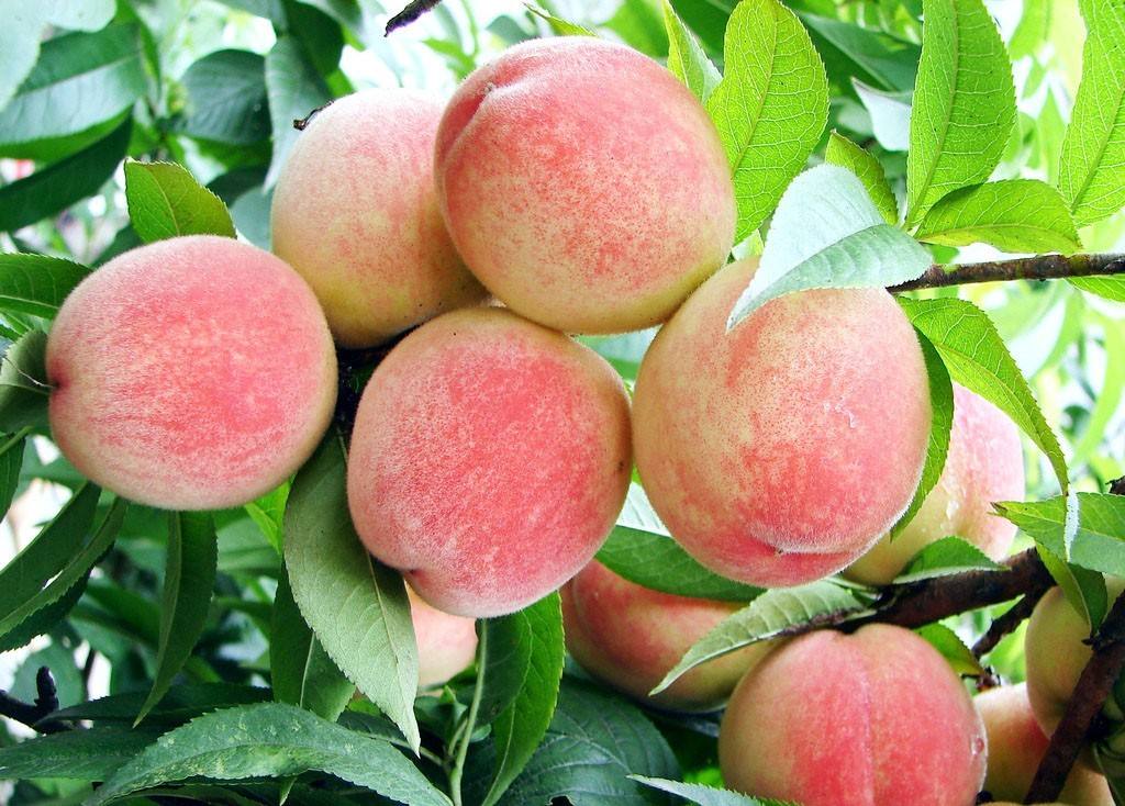 富硒水果采摘价格（富硒的水果蔬菜有哪些）-硒宝网