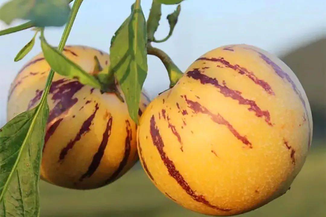 富硒水果修剪视频（富硒水果修剪视频）-硒宝网