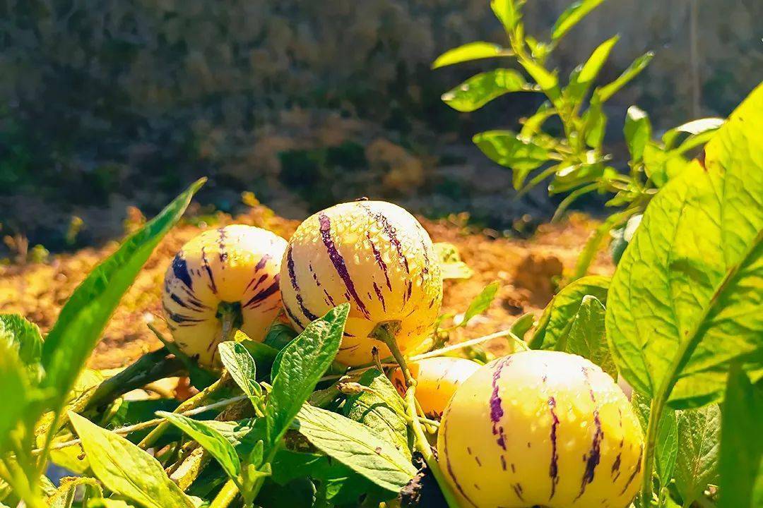 富硒水果修剪视频（富硒水果修剪视频）-硒宝网
