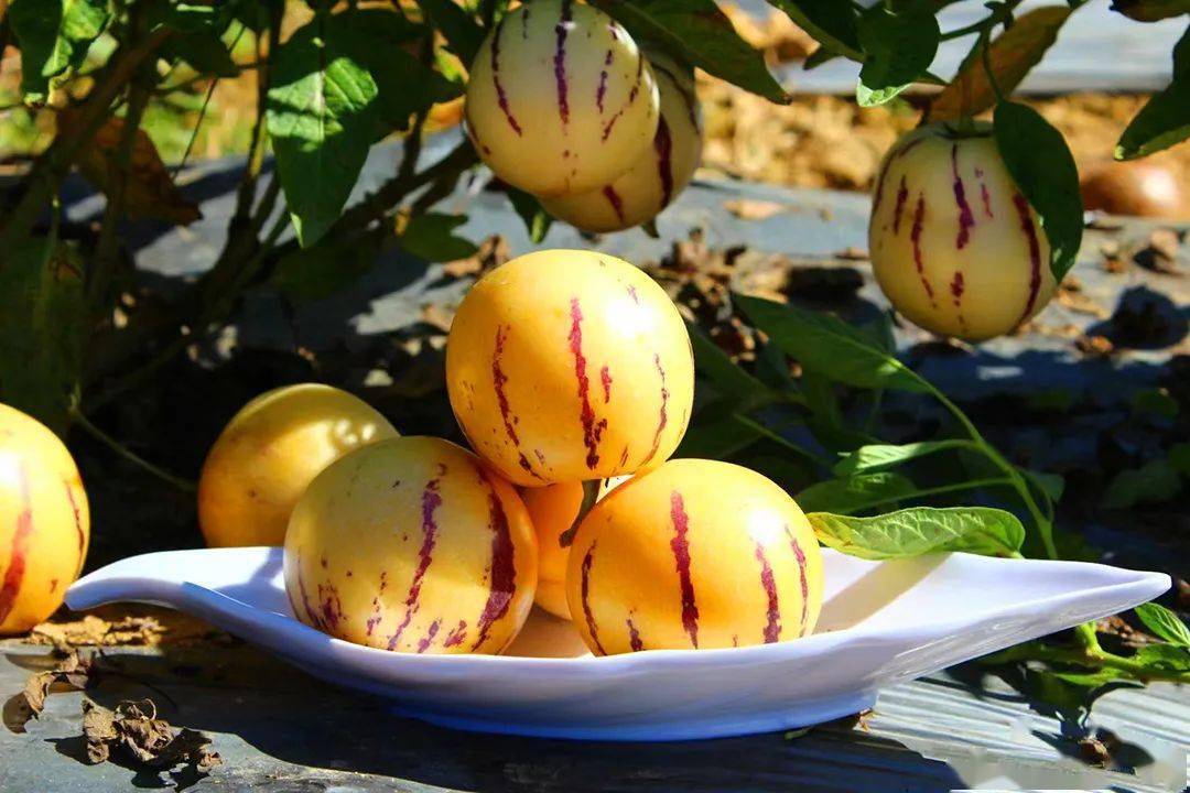 富硒水果修剪视频（富硒水果修剪视频）-硒宝网