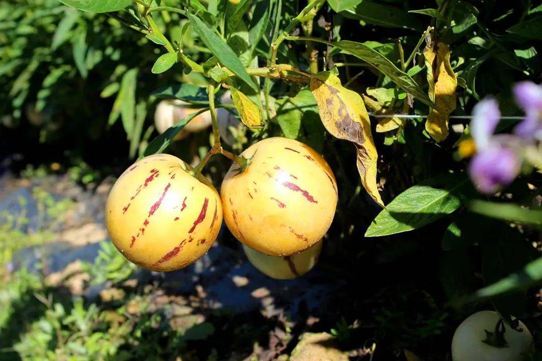 富硒水果修剪视频（富硒水果修剪视频）-硒宝网