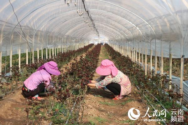 湖田富硒水果采摘(富硒果园)-硒宝网