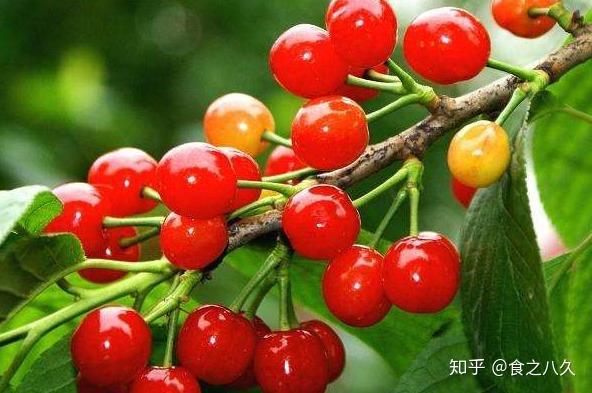 各种富硒水果简介（富硒水果的国家标准是多少）-硒宝网