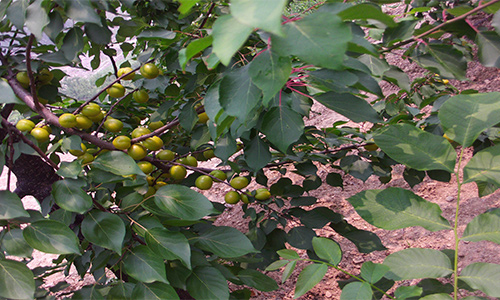 湖田富硒水果价格(水果湖是什么意思)-硒宝网