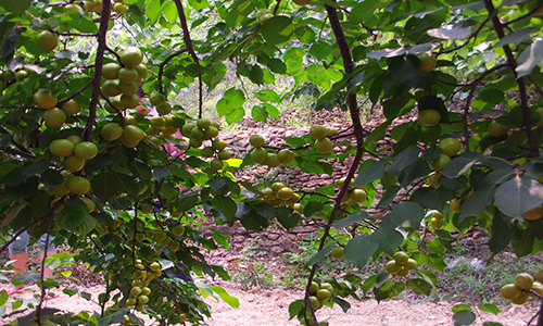 湖田富硒水果价格(水果湖是什么意思)-硒宝网